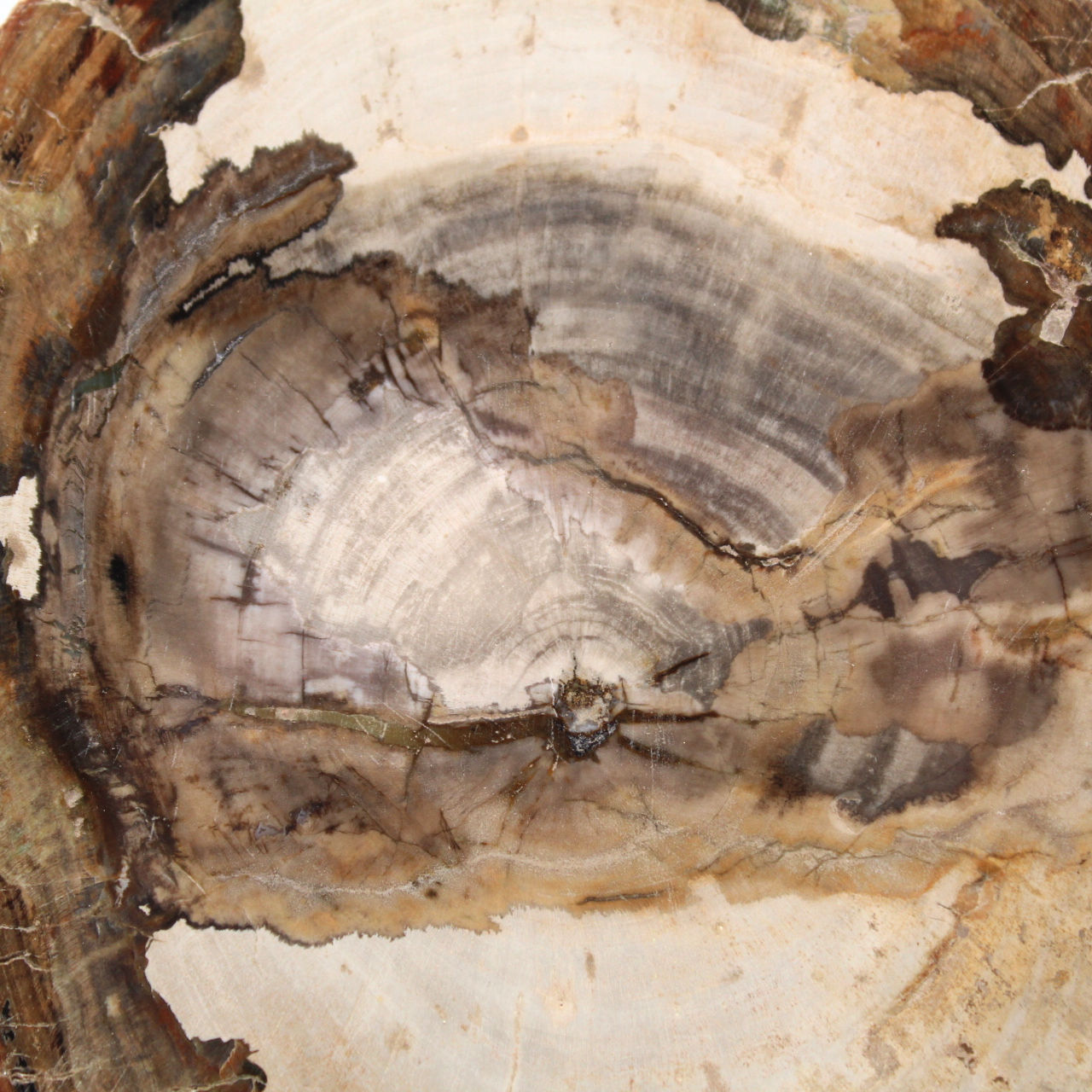 Polished fossil wood slice, character ornament, Madagascar